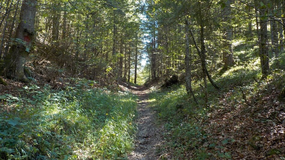 Wanderung Kräuterhalsrunde Wildalpen - Touren-Impression #2.7 | © Tourismusverband Wildalpen