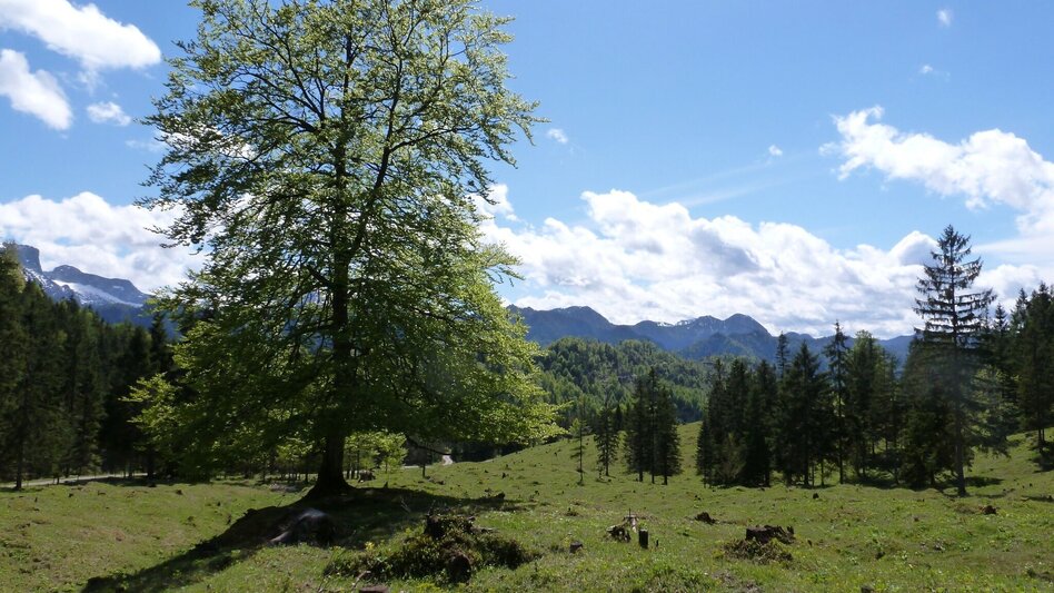 Wanderung Krumpenrunde Wildalpen - Touren-Impression #2.1 | © TV Gesäuse