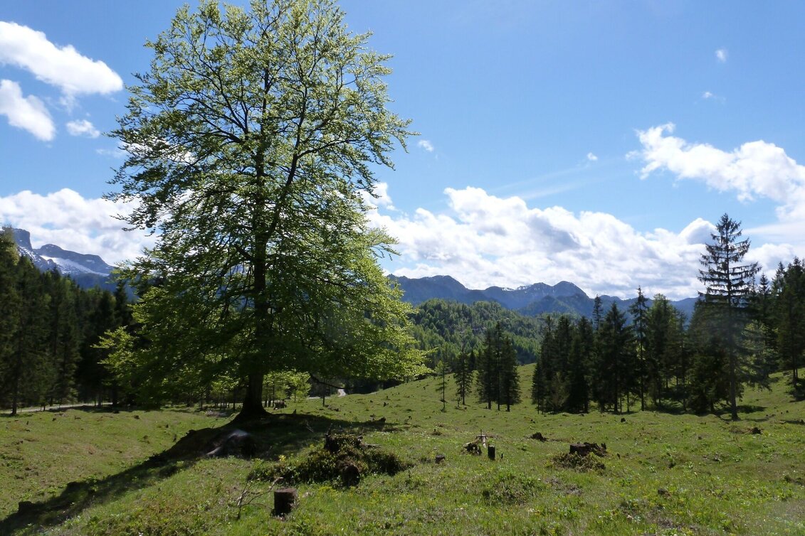 Wanderung Krumpenrunde Wildalpen - Touren-Impression #1 | © TV Gesäuse