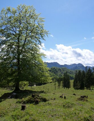 Krumpenalm | Christian Scheucher | © TV Gesäuse