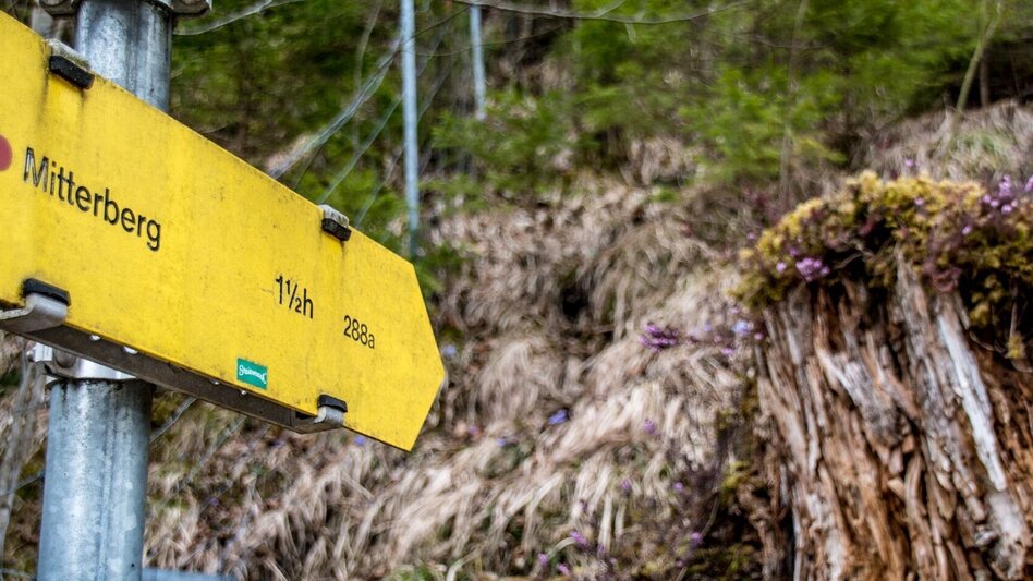 Mountain Hike Mitterberg Wildalpen - Touren-Impression #2.6 | © TV Gesäuse