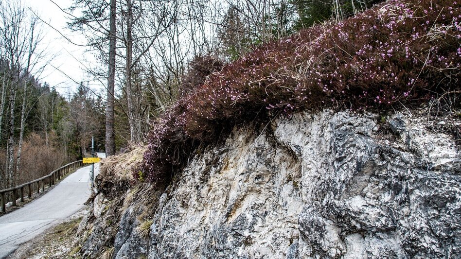 Mountain Hike Mitterberg Wildalpen - Touren-Impression #2.7 | © TV Gesäuse