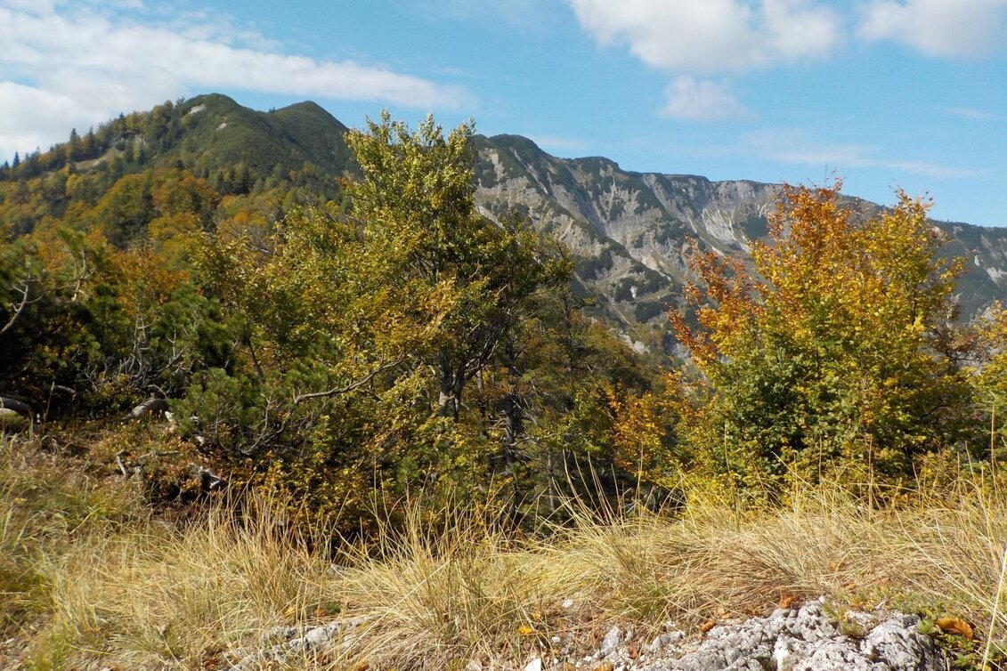 Bergtour Tremel - Ringkogel / Wildalpen - Touren-Impression #1 | © Tourismusverband Wildalpen