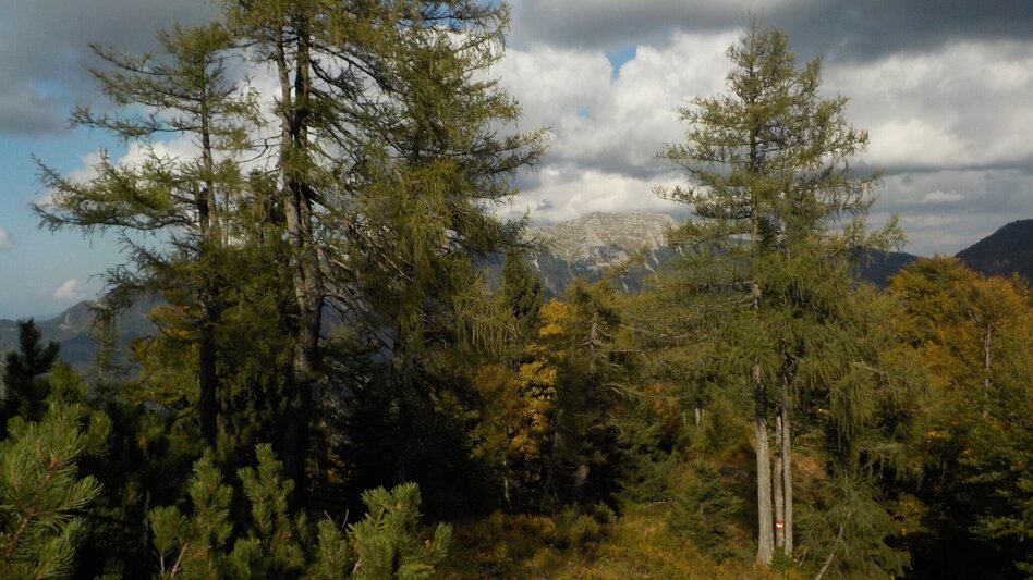 Bergtour Tremel - Ringkogel / Wildalpen - Touren-Impression #2.2 | © Tourismusverband Wildalpen