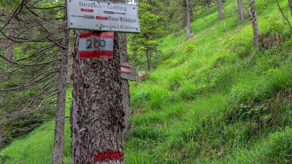 Bergtour Tremel - Ringkogel / Wildalpen - Touren-Impression #2.6 | © TV Gesäuse
