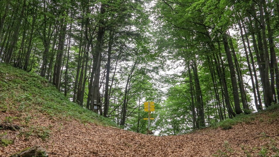 Bergtour Tremel - Ringkogel / Wildalpen - Touren-Impression #2.8 | © TV Gesäuse