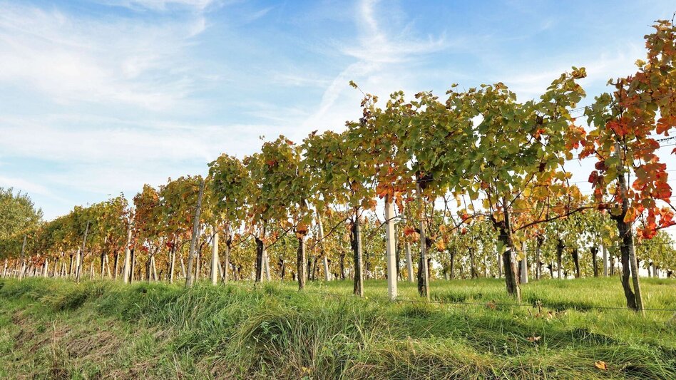 Hiking route Experience path of the senses (Erlebensweg der Sinne) - Touren-Impression #2.1 | © Thermen- & Vulkanland