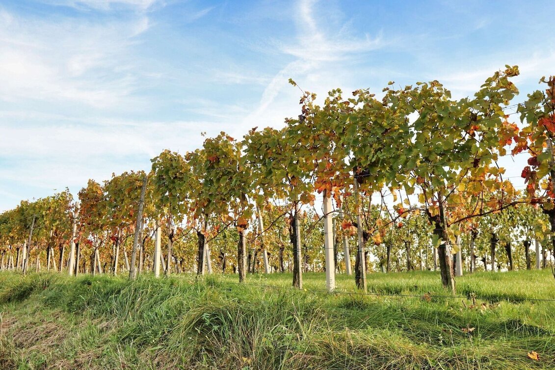 Hiking route Experience path of the senses (Erlebensweg der Sinne) - Touren-Impression #1 | © Thermen- & Vulkanland