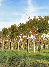 Bei Weingärten geht´s vorbei | © Thermen- & Vulkanland | Weges OG | © Thermen- & Vulkanland