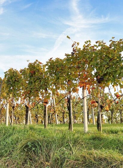 Bei Weingärten geht´s vorbei | © Thermen- & Vulkanland | Weges OG | © Thermen- & Vulkanland