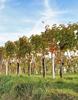 Bei Weingärten geht´s vorbei | Weges OG | © Thermen- & Vulkanland