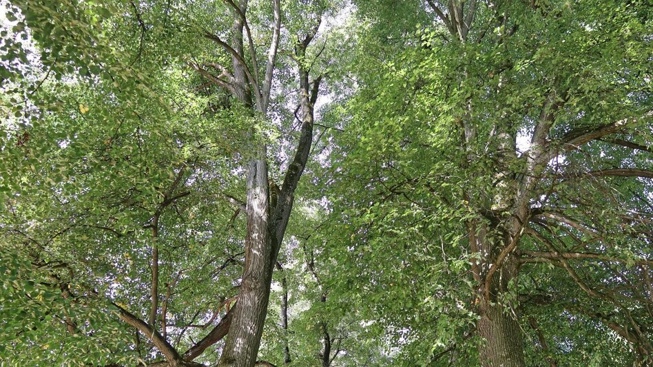 Wanderung Panoramarunde Großlobming - Touren-Impression #2.1 | © WEGES OG