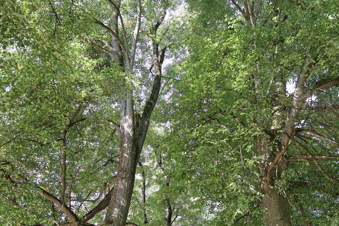 Wanderung Panoramarunde Großlobming - Touren-Impression #1 | © WEGES OG