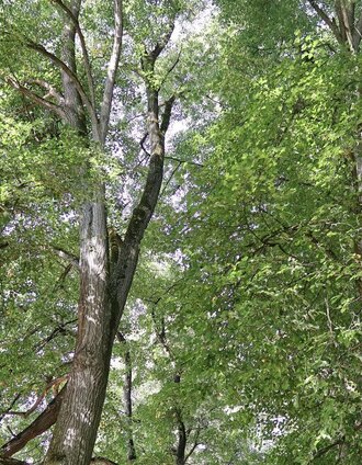 Allee im Sulzbachgraben | WEGES OG | © WEGES OG