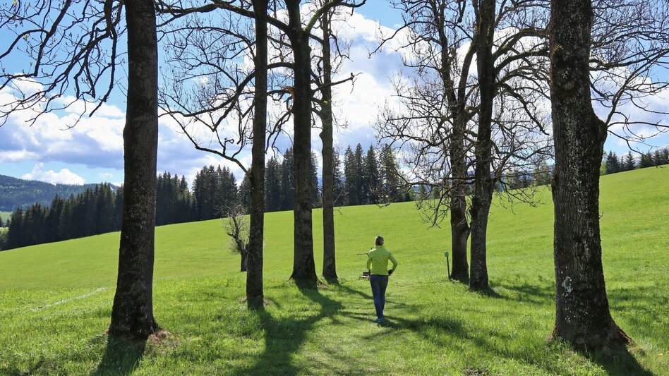 Hiking route Forest circular trail above Reitinger in Großlobming - Touren-Impression #2.6 | © WEGES OG