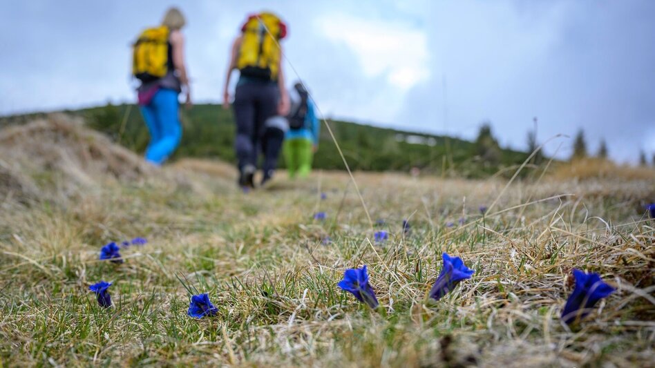 Wanderung Pletzen vom Gaalreiter - Touren-Impression #2.8 | © Erlebnisregion Murtal