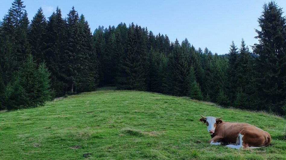Wanderung Pletzen vom Gaalreiter - Touren-Impression #2.5 | © Martin Muhrer / bergfexmartin.at