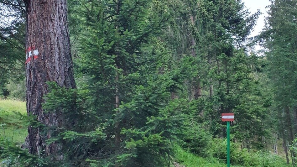 Wanderung Pletzen vom Gaalreiter - Touren-Impression #2.13 | © Martin Muhrer / bergfexmartin.at