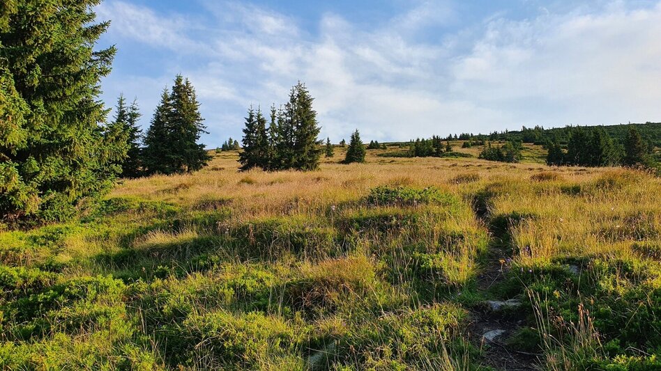 Wanderung Pletzen vom Gaalreiter - Touren-Impression #2.2 | © Martin Muhrer / bergfexmartin.at