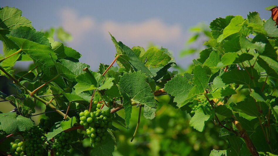 Wanderung Wanderweg Rund um Stein / Weg 3 - Touren-Impression #2.4 | © Thermen- & Vulkanland