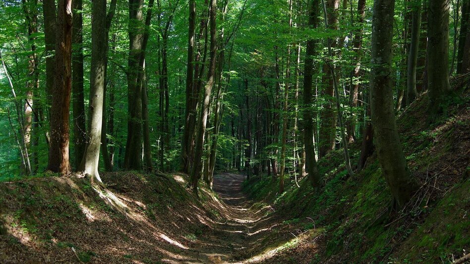Wanderung Wanderweg Rund um Stein / Weg 3 - Touren-Impression #2.5 | © Thermen- & Vulkanland