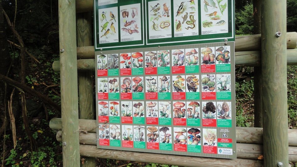 Wanderung R11 Lehrwanderweg - Touren-Impression #2.5 | © Region Graz