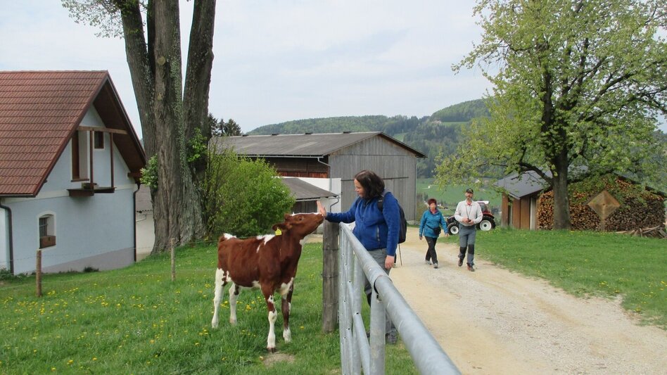 Wanderung R11 Lehrwanderweg - Touren-Impression #2.7 | © Region Graz
