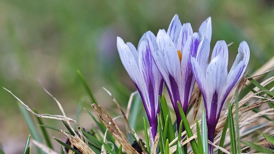 Wanderung Steinplan vom Gaberl - Touren-Impression #2.11 | © Weges OG