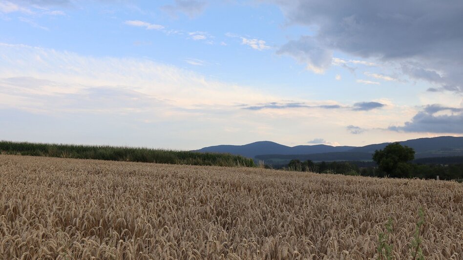 Wanderung 3-Schlösser-Wanderung, Grafendorf - Touren-Impression #2.2 | © Oststeiermark Tourismus