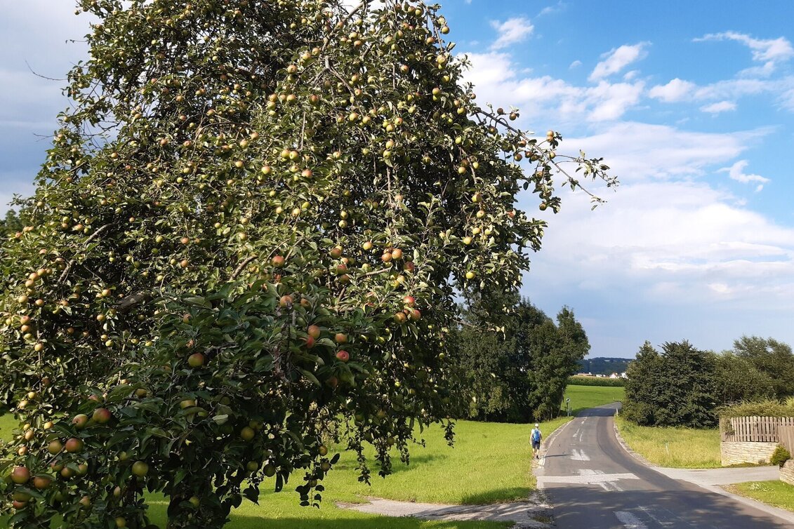 Wanderung 3-Schlösser-Wanderung, Grafendorf - Touren-Impression #1 | © Oststeiermark Tourismus