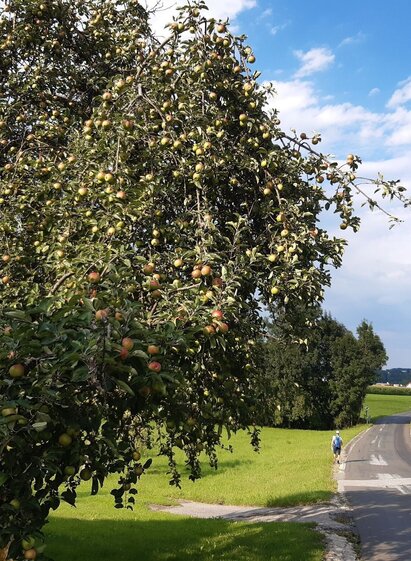 2020_3-Castles-Hiking-Trail_Grafendorf | © Oststeiermark Tourismus | WEGES | © Oststeiermark Tourismus
