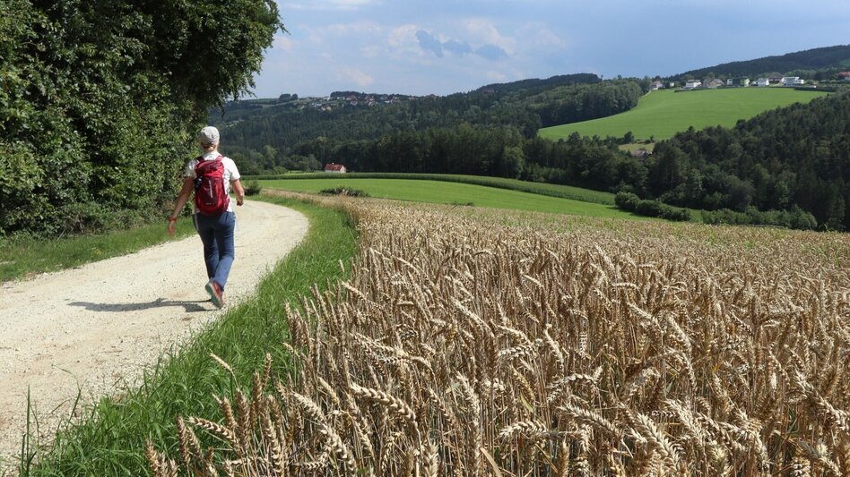 Wanderung G.E.R.A. Park-Rundweg, Eichberg - Touren-Impression #2.2 | © Oststeiermark Tourismus