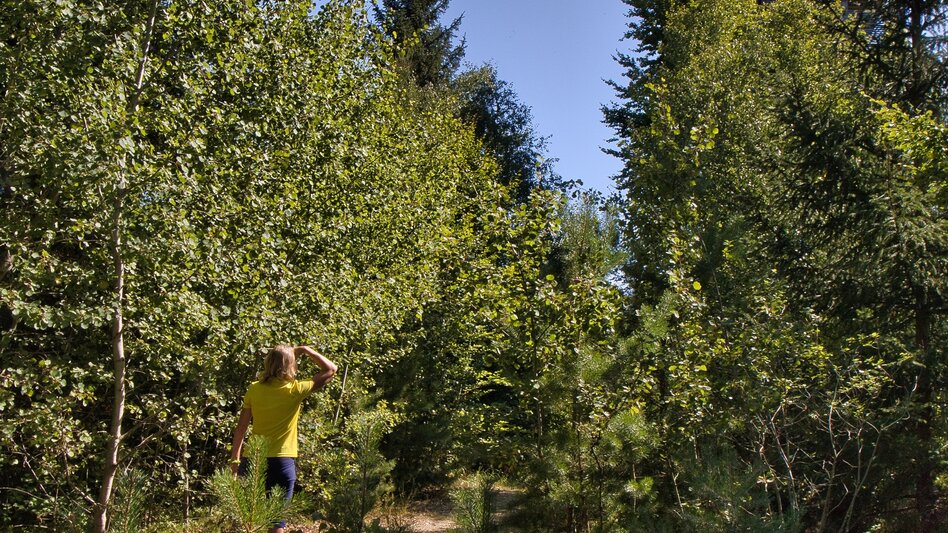 Wanderung G.E.R.A. Park-Rundweg, Eichberg - Touren-Impression #2.21 | © Unbekannt