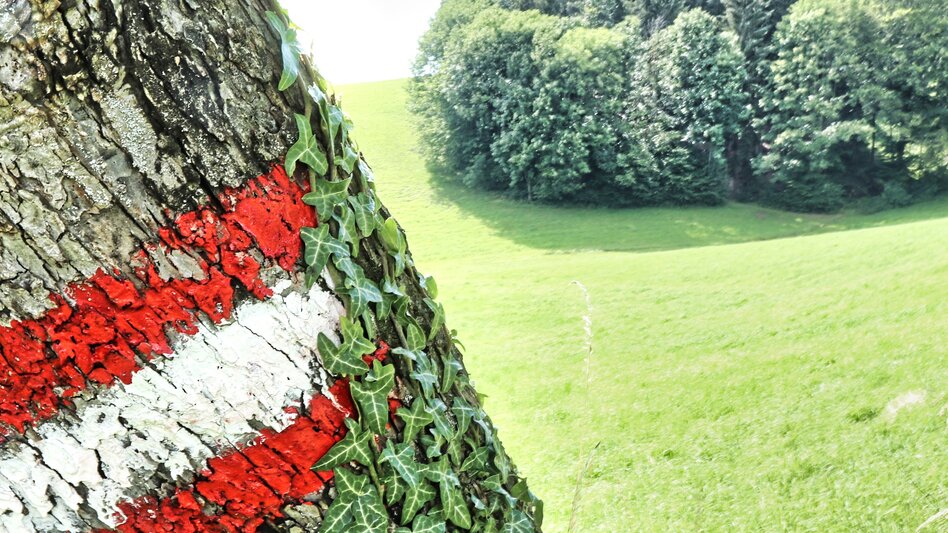 Wanderung Penzendorfweg 2, Penzendorf - Touren-Impression #2.2 | © Weges