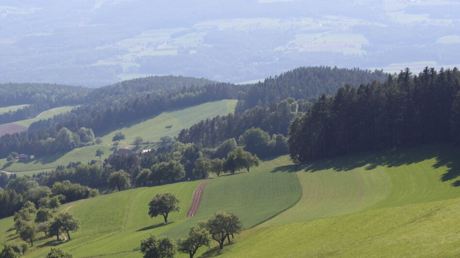 Theme path Masenberg forest nature trail, Pöllauberg - long variant - Touren-Impression #2.7 | © Oststeiermark Tourismus