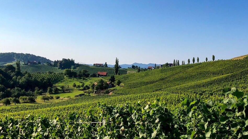 Bike Riding Styrian Wine Country Cycling Route - Variant Southern Styria-Schilcherland - Touren-Impression #2.4 | © Steiermark Tourismus/Martina Traisch