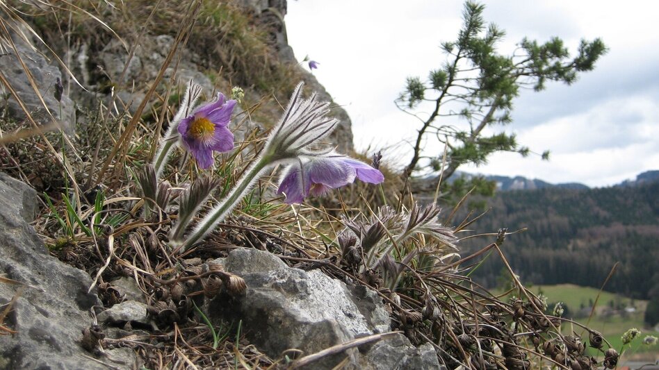 Themen- und Lehrpfad Vogellehrpfad - Touren-Impression #2.1 | © Tourismusverband Leoben