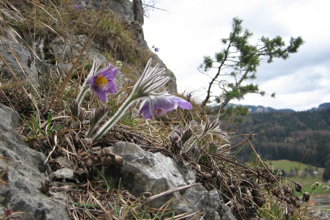 Themen- und Lehrpfad Vogellehrpfad - Touren-Impression #1 | © Tourismusverband Leoben