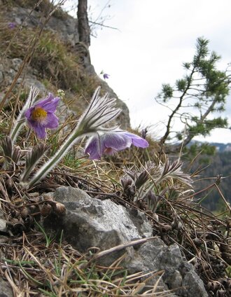 vogellehrpfad_img_19898165 | Claudia Shane | © Tourismusverband Leoben