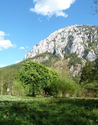 Eingang Brunntal | Christian Scheucher | © Tourismusverband Wildalpen