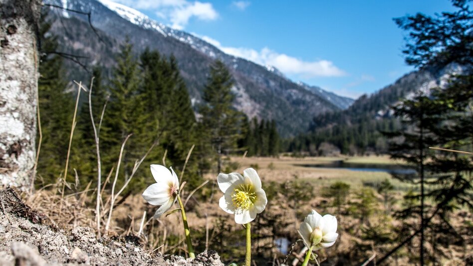 Wanderung Brunntal Wildalpen - Touren-Impression #2.5 | © TV Gesäuse