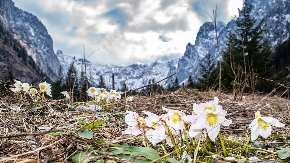 Wanderung Brunntal Wildalpen - Touren-Impression #2.9 | © TV Gesäuse