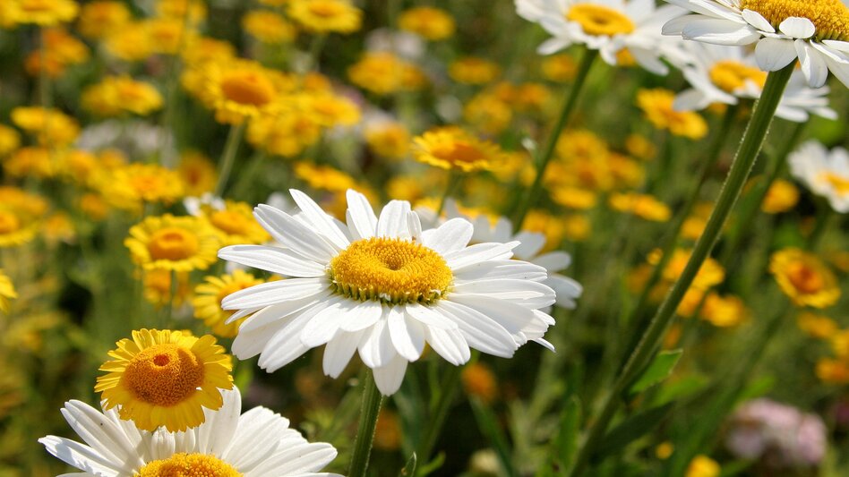 Theme path Saints and Healing Ways to Mariazell - Touren-Impression #2.1 | © TV Hochsteiermark