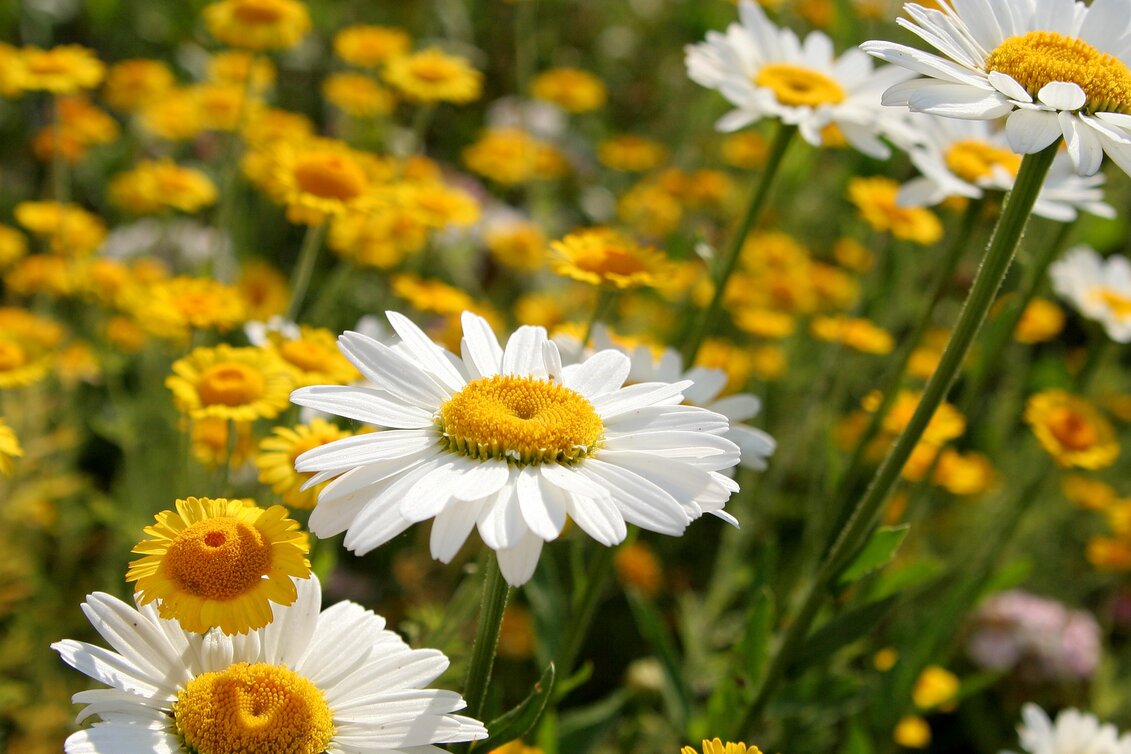 Theme path Saints and Healing Ways to Mariazell - Touren-Impression #1 | © TV Hochsteiermark