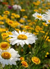 Sommerblumen | © TV Hochsteiermark | Fred Lindmoser | © TV Hochsteiermark