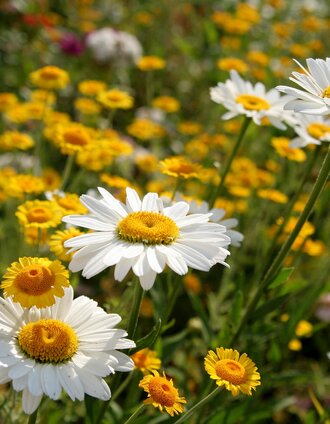 Sommerblumen | Fred Lindmoser | © TV Hochsteiermark