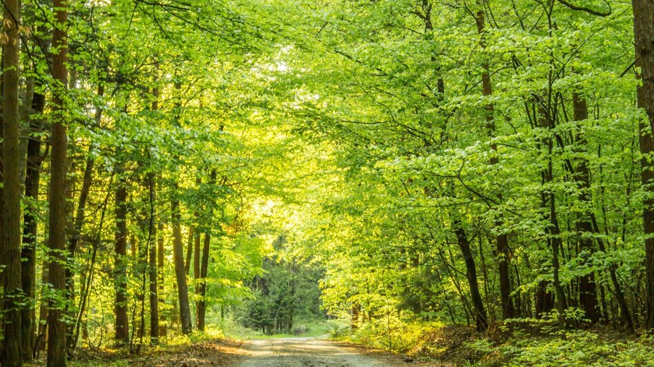 Wanderung smoveyTOUR 3 - Herrschaftswald-Tour 7,8 km - Bad Waltersdorf - Touren-Impression #2.2 | © Bad Waltersdorf