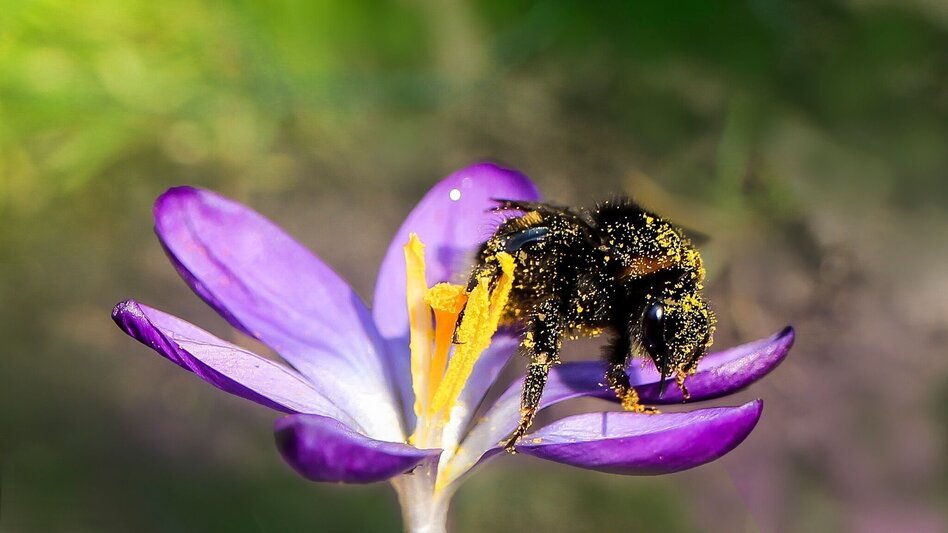 Theme path Mariahof bee nature trail - Touren-Impression #2.1 | © Tourismusverband Murau