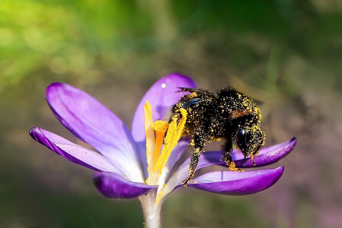 Theme path Mariahof bee nature trail - Touren-Impression #1 | © Tourismusverband Murau