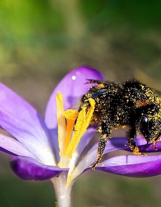 Biene | Pixabey | © Tourismusverband Murau